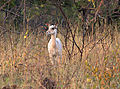 White Impala