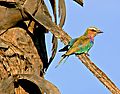 Lilacbreasted Roller