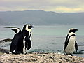 African Penguins