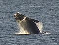Southern Right Whale Breaching