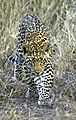 Stalking Leopard