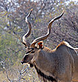 Kudu in Etosha