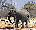 Elephant Showering at Etosha