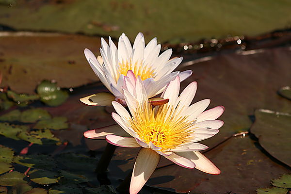 Water lilly