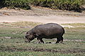 Hippo