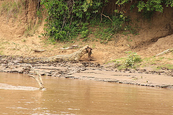 Crocodile Eating An  Antelope