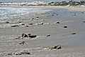 Rocks On The Beach - Lambertsbay