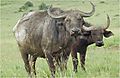 Photo of Buffalos