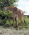 Giraffe At Nairobi National Park