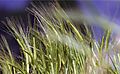 Malting Barley Crop