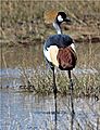 The Crested Crane