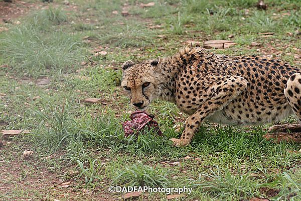 Cheetah At Breakfast
