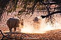 Dueling Rhino