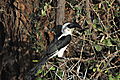 Black Hornbill In Samburu