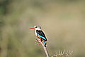 Grey Headed Kingfisher, Samburu