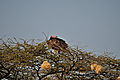 Pink Headed Vulture