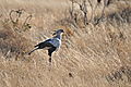 Secretery Bird, Samburu
