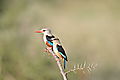 White Breasted Kingfisher, Samburu