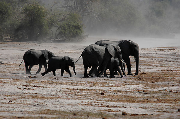 A Group Of Elephants