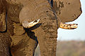 Elephant, Chobe area
