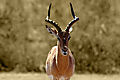 Antelope