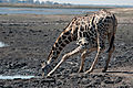 drinking giraffe