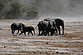 a group of elephants