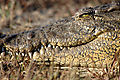 Crocodile At The Chobe River