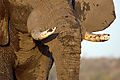 Elephant, Chobe Area