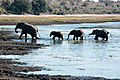 Group Of Elephants, Chobe River