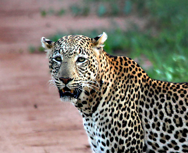 Leopard In Amboseli National Park