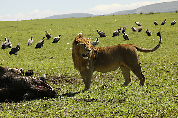 Lion With Kill And Vultures Waiting Their Turn