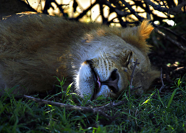 Sleeping Lion In Masai Mara