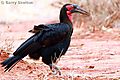 Ground Hornbill looking for a meal
