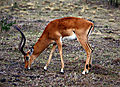 Impala Antelope In Masai Mara
