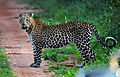 Leopard In Tsavo West