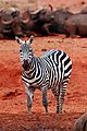 Zebra at water hole