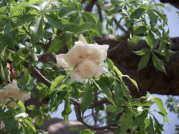 Boabab Flower