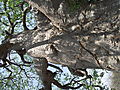 Boabab Detail, Botswana