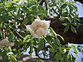 Boabab Flower