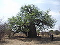 Boabab Tree, Botswana