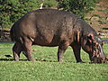 Hippo Grazing