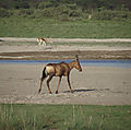 Red Hartebeest Male