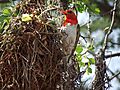 Redheaded Weaver Bird (male)