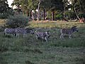 Zebra Grazing In Moremi