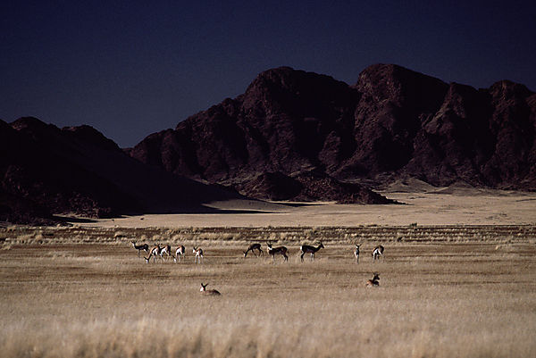 Springbok photo, Springbok South Africa