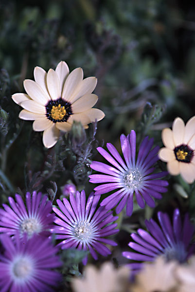Asters and gazanias, photographed somewhere in South Africa