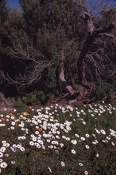 Daisies, Skilpad Nature Reserve