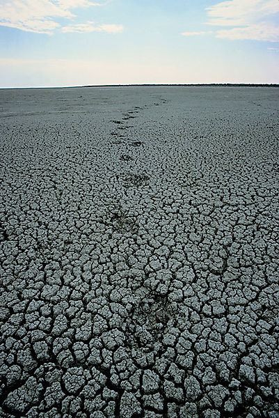 Footprints In The Mud