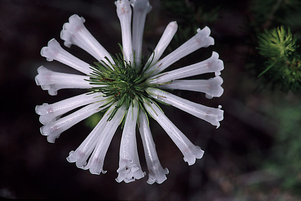 Heather, or ericaceae, species